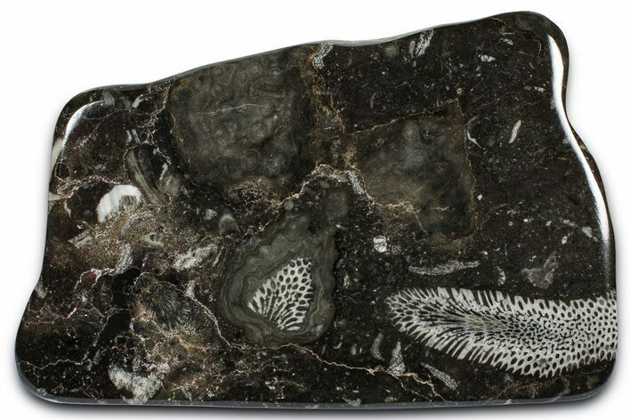 Polished Devonian Fossil Coral and Bryozoan Plate - Morocco #365129